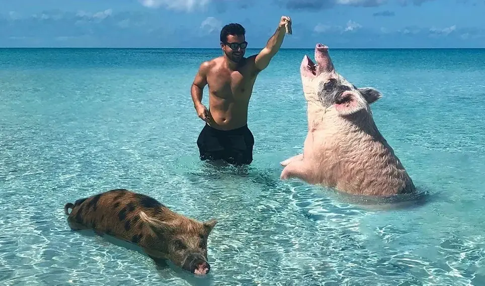 A man and two pigs in the water.