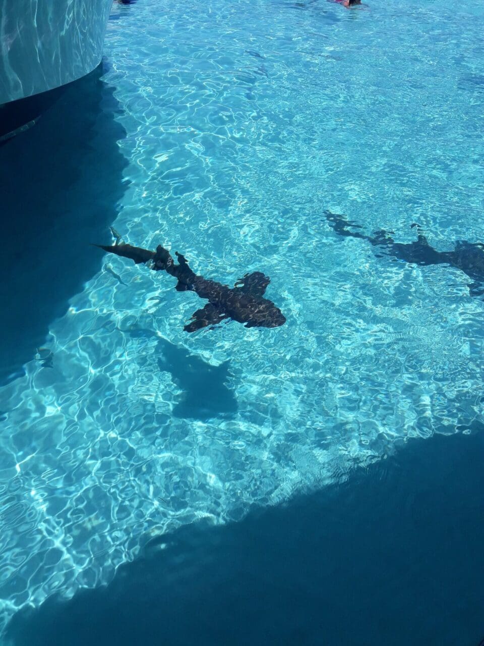 Two people swimming in a pool with their arms outstretched.