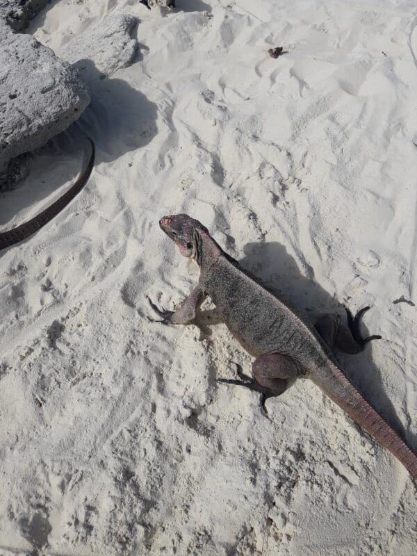 A lizard is sitting on the sand near another lizard.