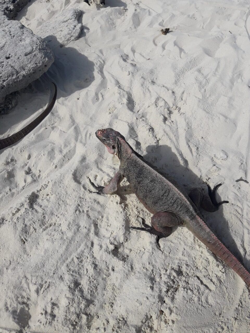 A lizard is sitting on the sand near another lizard.