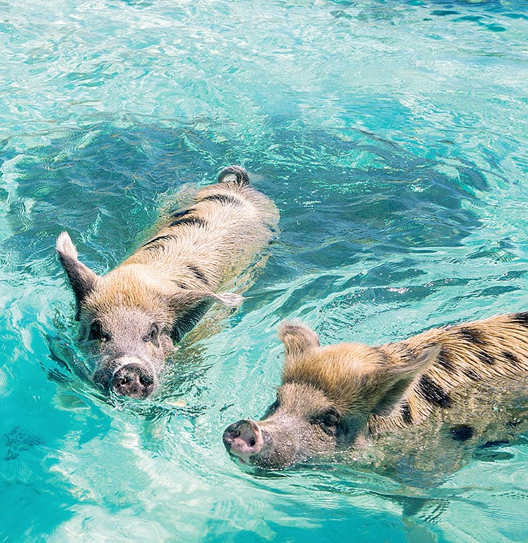 Two pigs swimming in a pool of water.