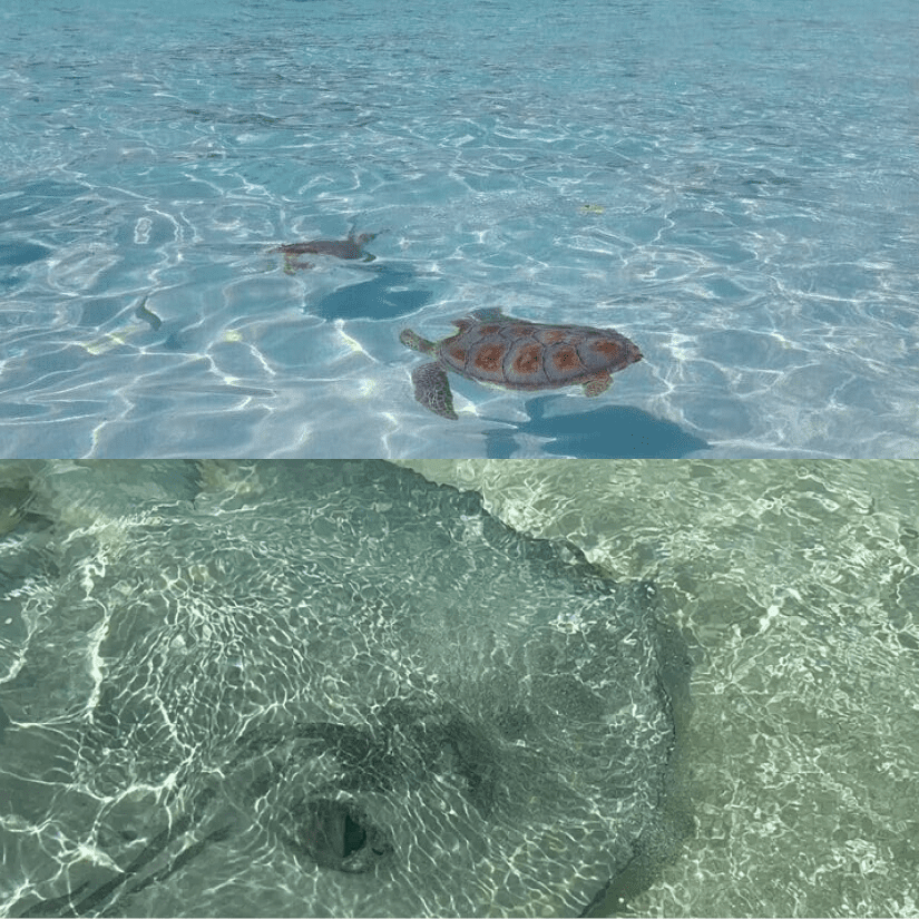 A turtle swimming in the water next to an ocean.